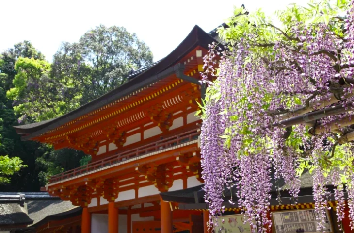 Kyoto Blauwe regen